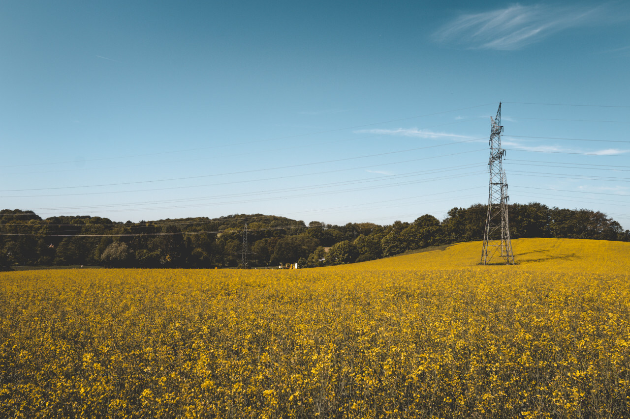 yellow rape fields landscape