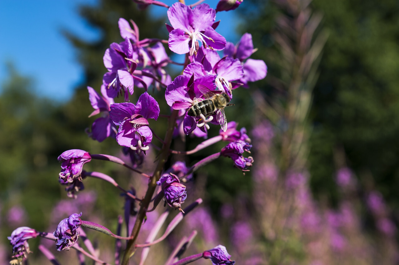 honeybee on fireweed