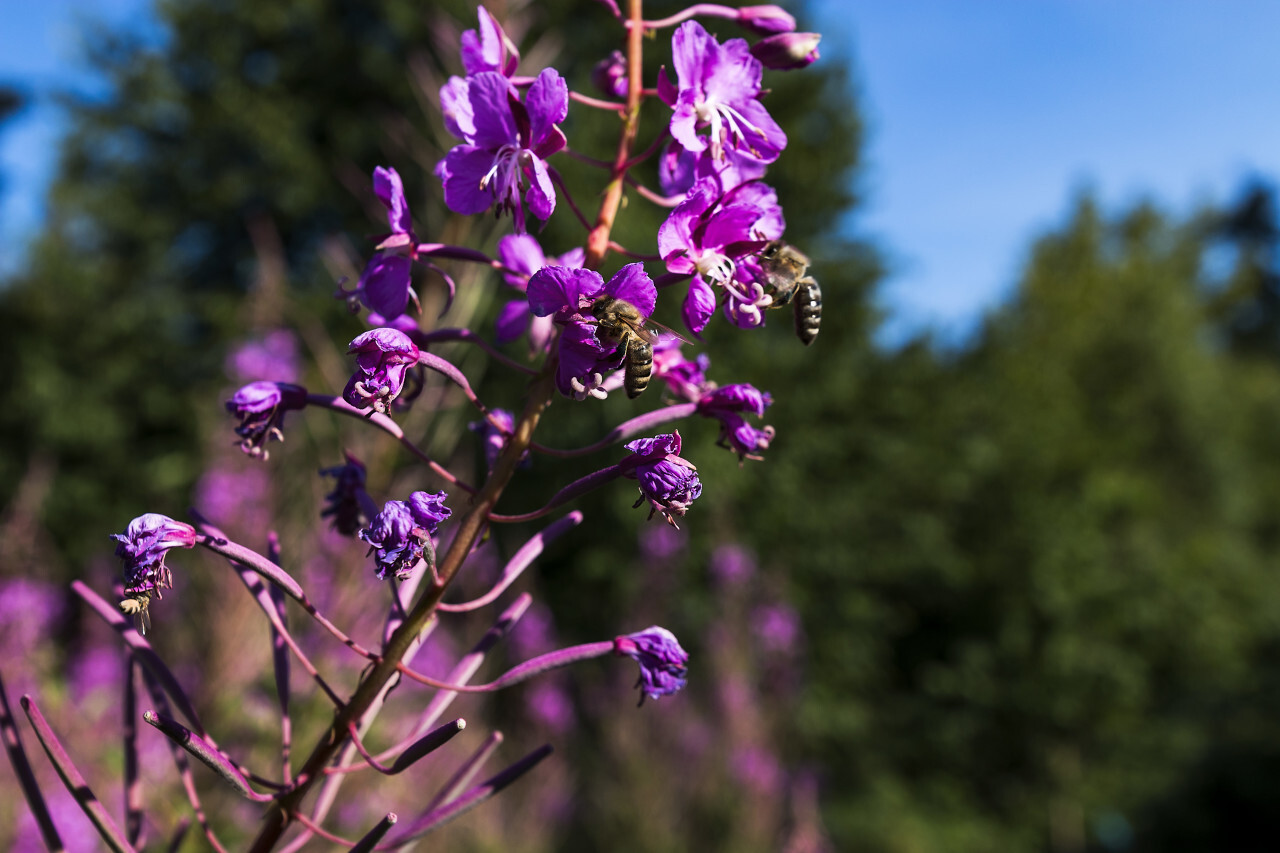 honeybees on fireweed