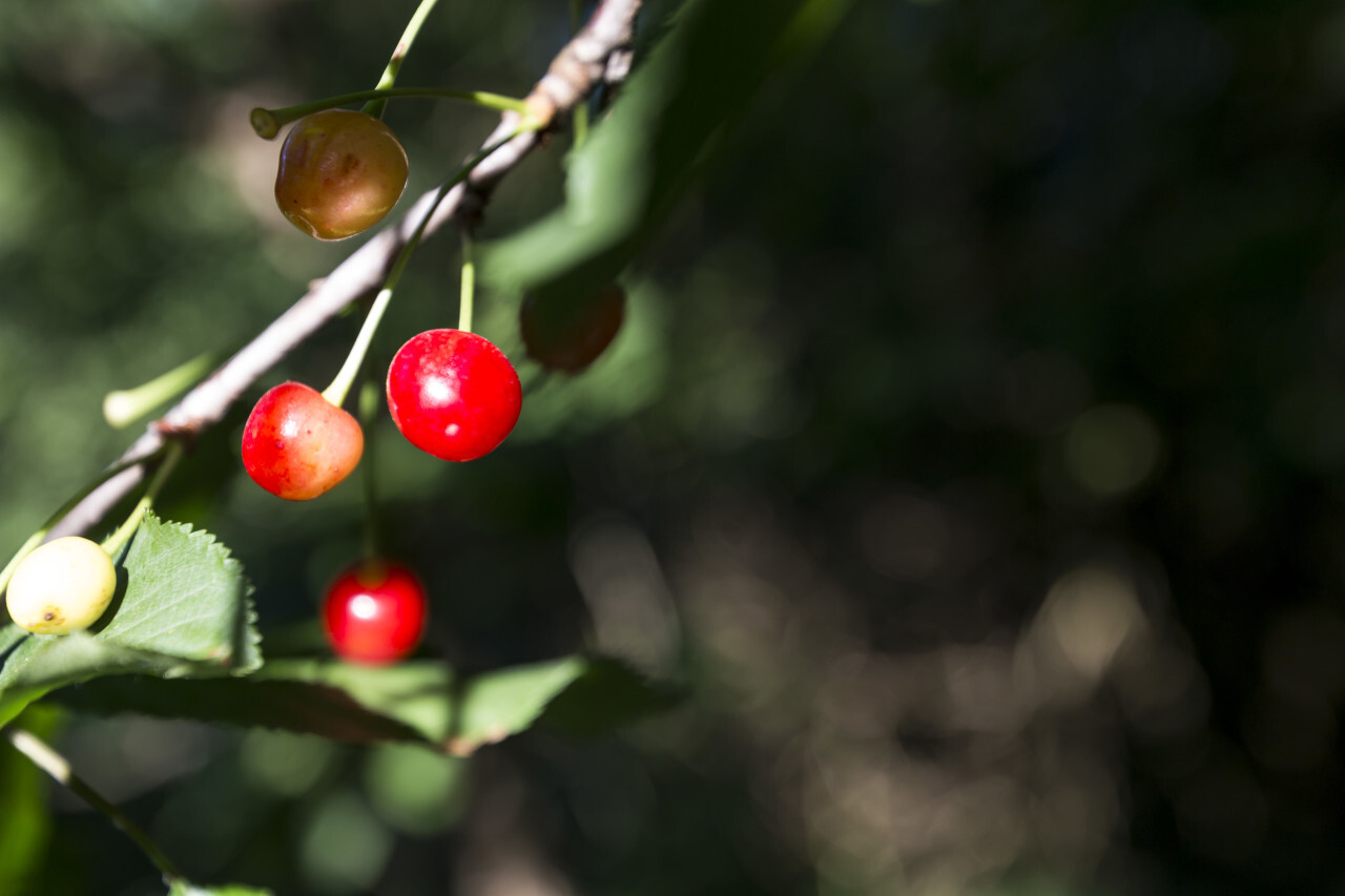 ripe wild cherries hanging on the tree