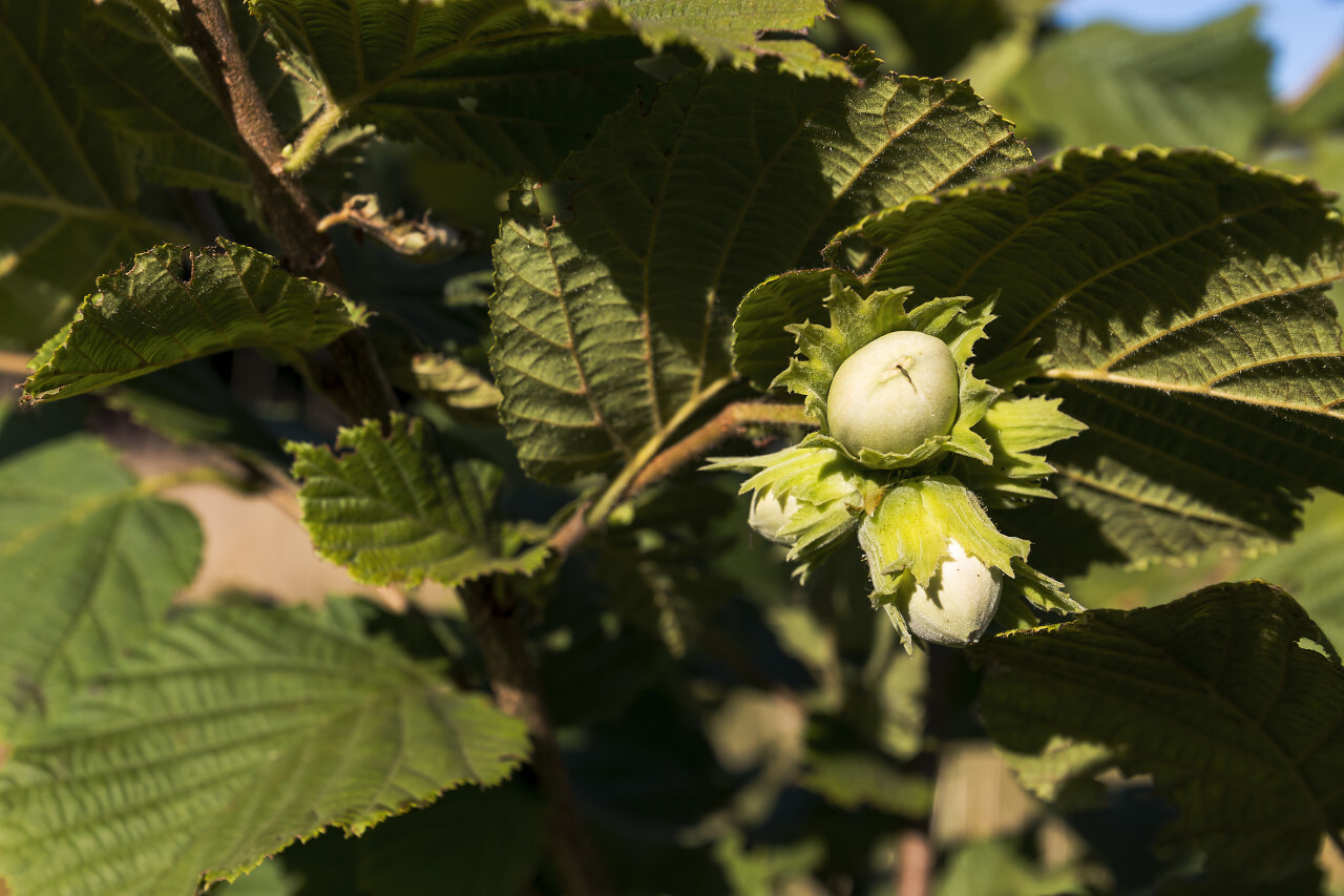 unripe hazelnuts