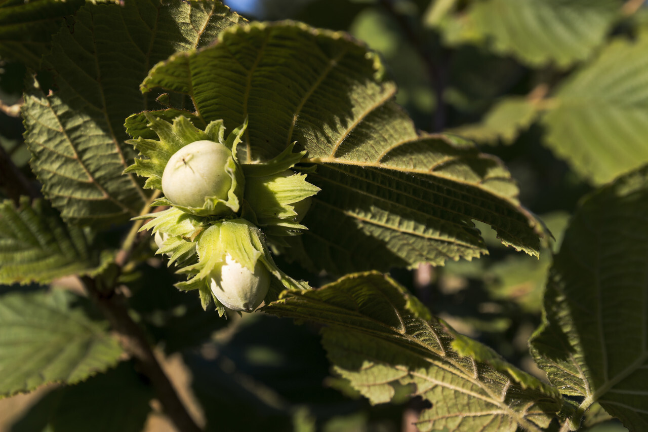 unripe hazelnuts