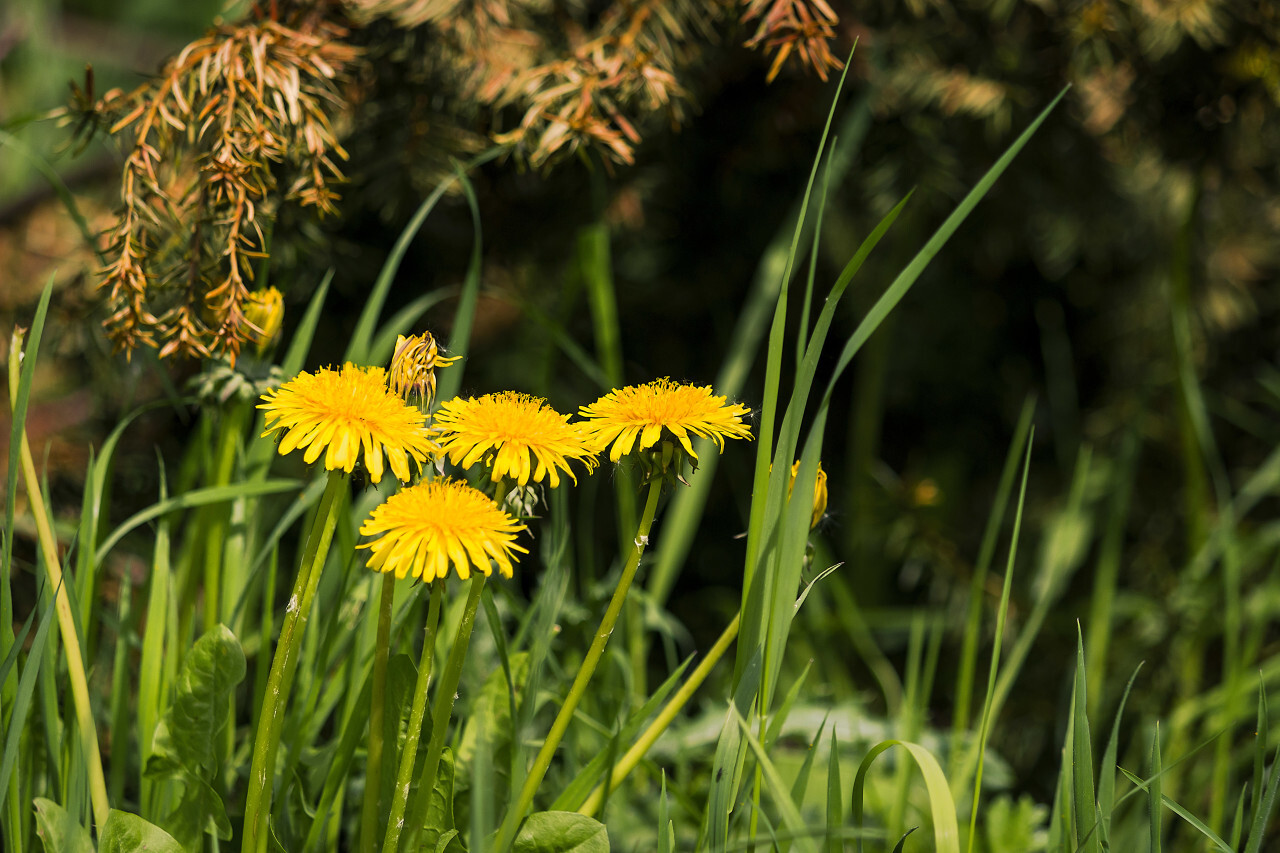 dandelion under a dried up fir