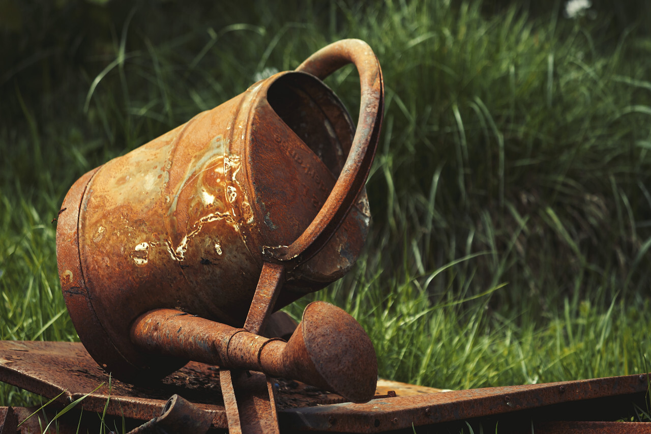 rusty old watering can in grass