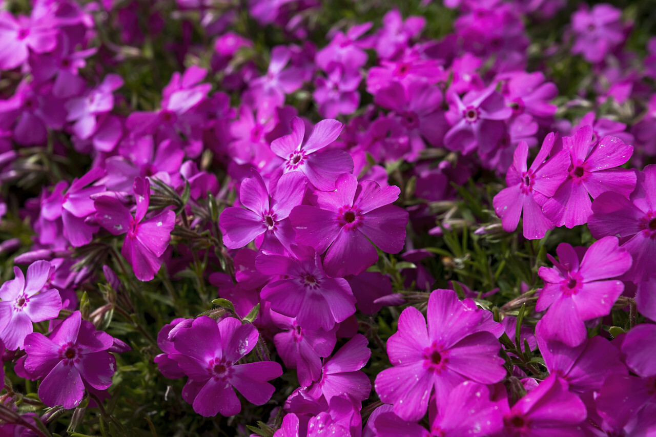 tiny purple flowers