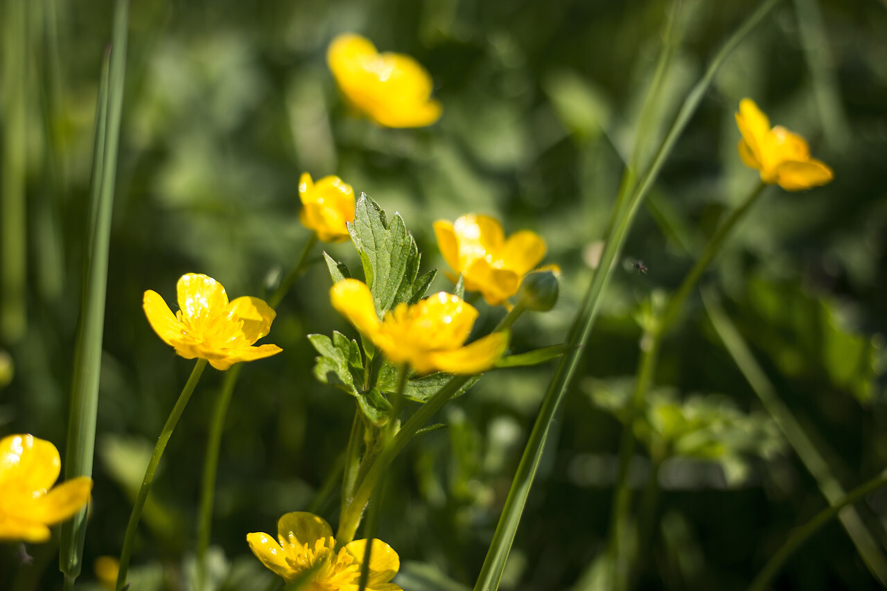 buttercup flower