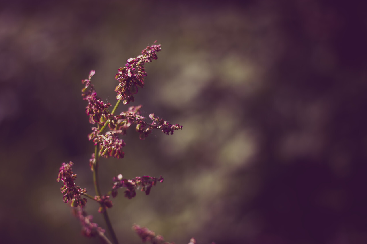 dull leaved sorrel