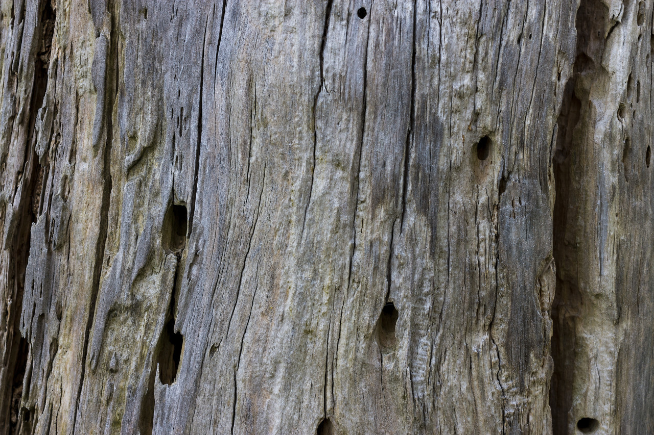 wood grain texture