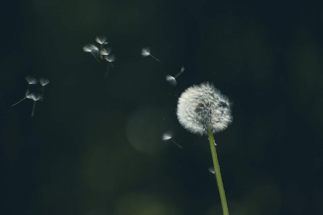blowball in the wind