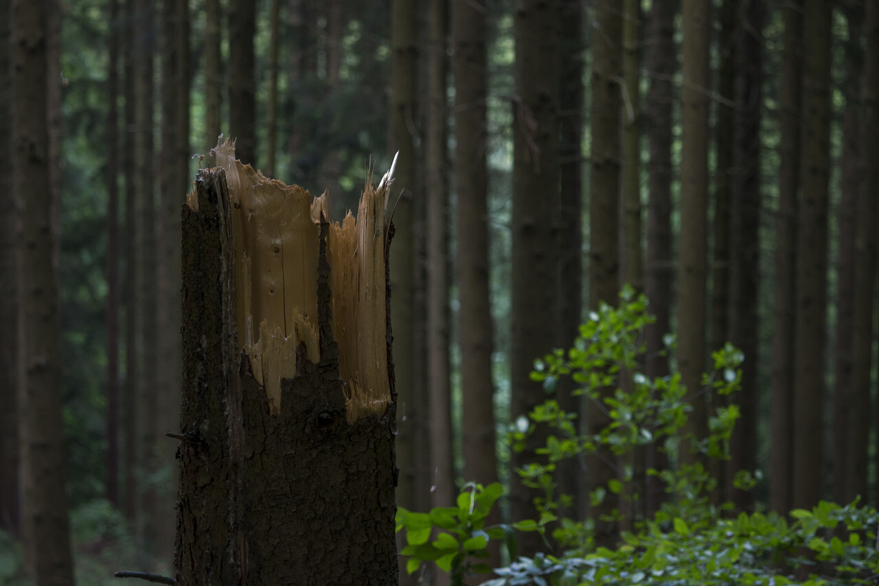 broken tree in forest