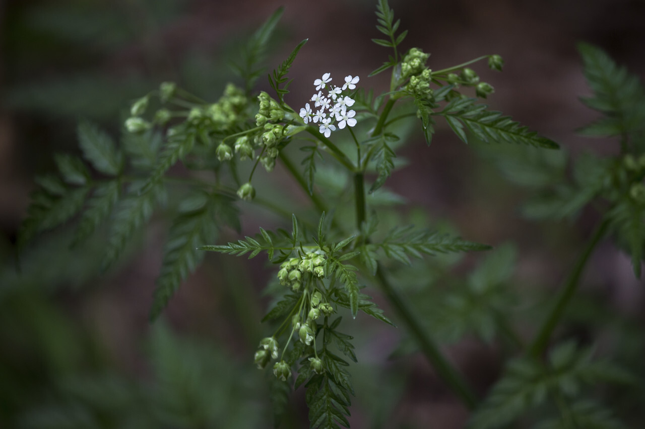 conium maculatum