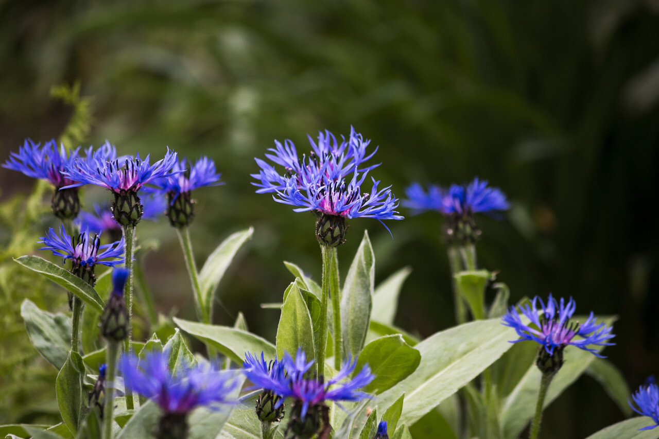 cornflower centaurea cyanus