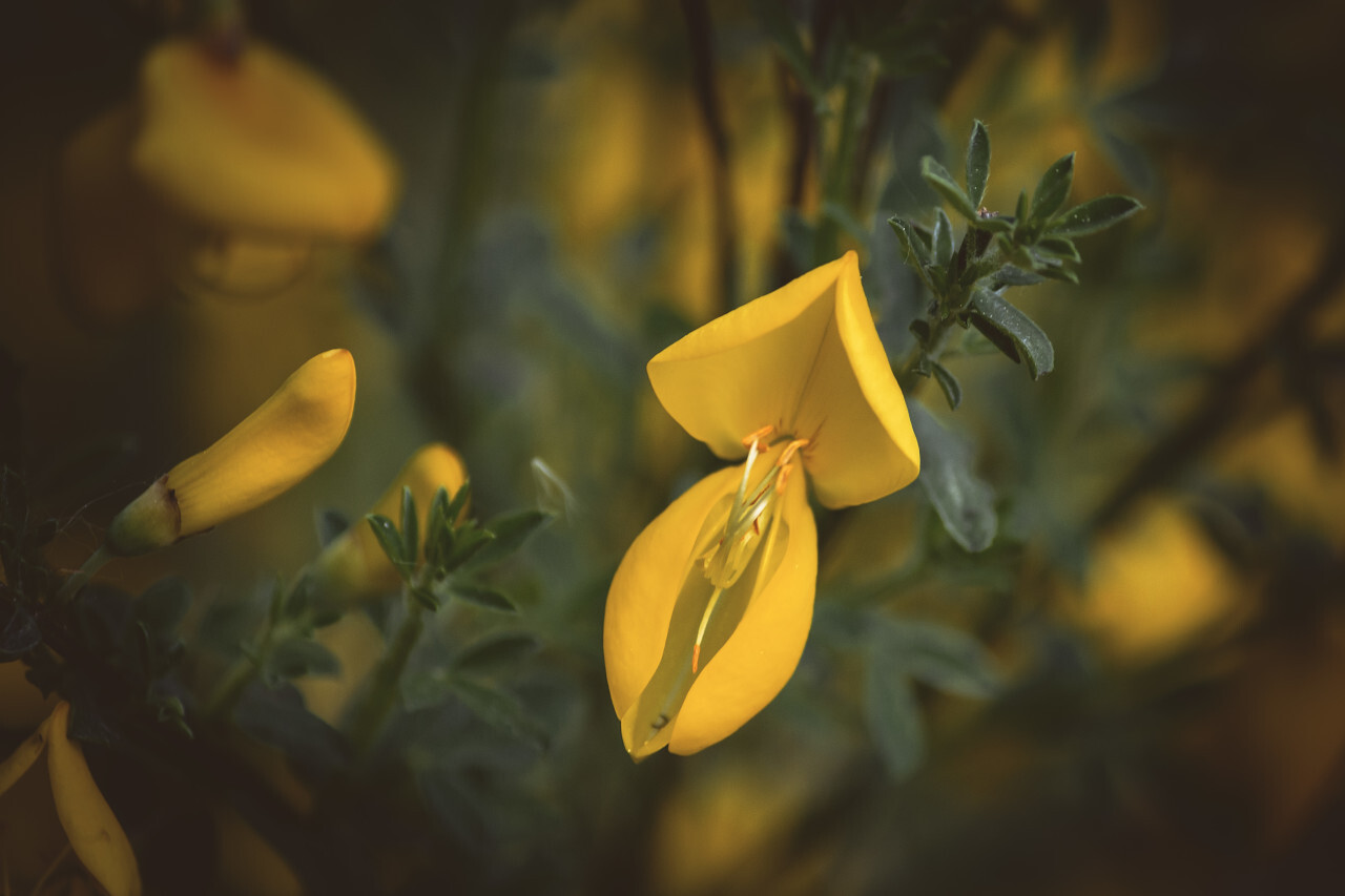 Cytisus scoparius blossom