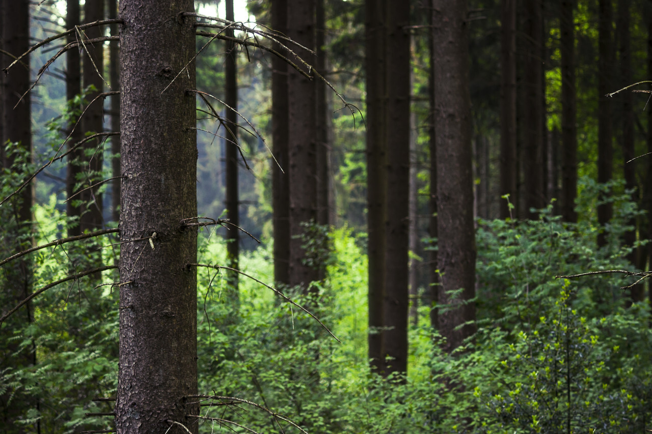 dense fir forest