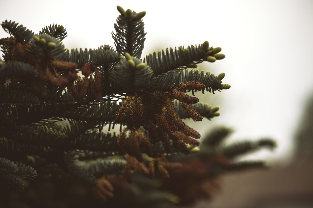 fir branches sepia touch