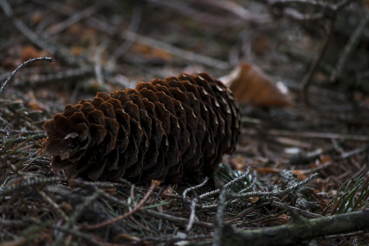 pinecone fallen from the tree