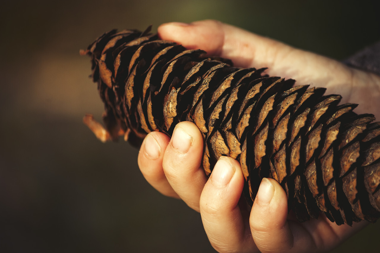 pinecone in childs hand