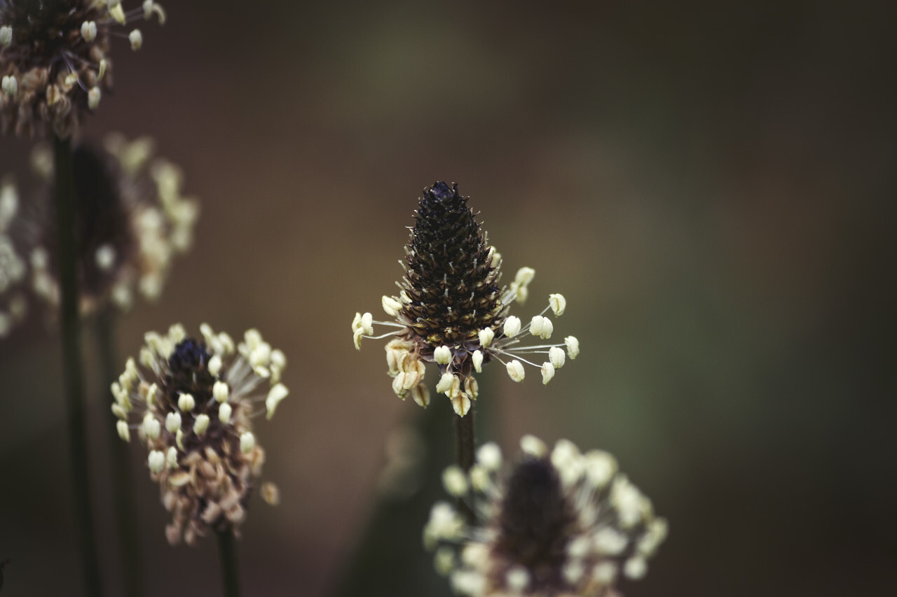 plantago lanceolata