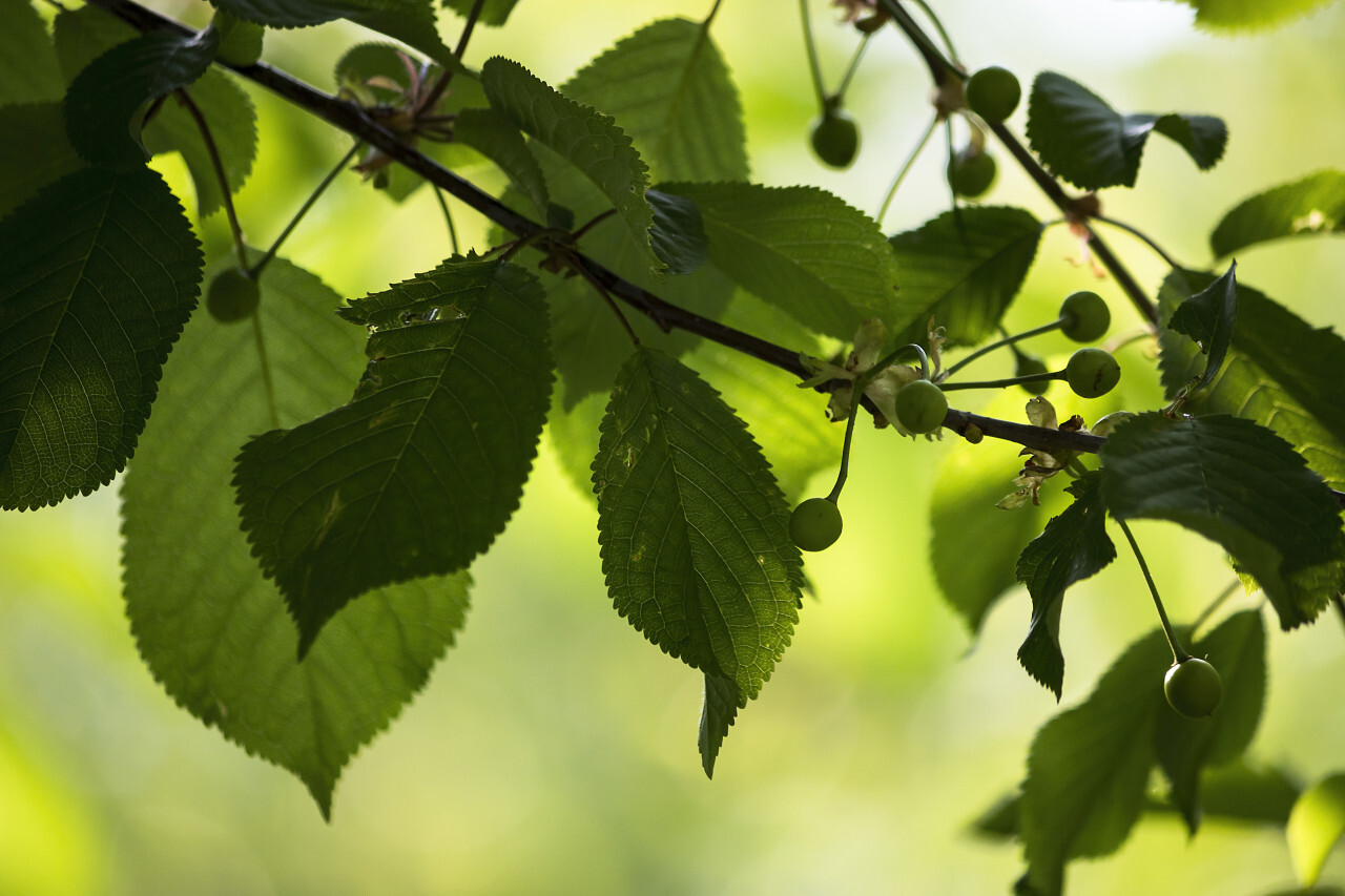 unripe cherries on a branch