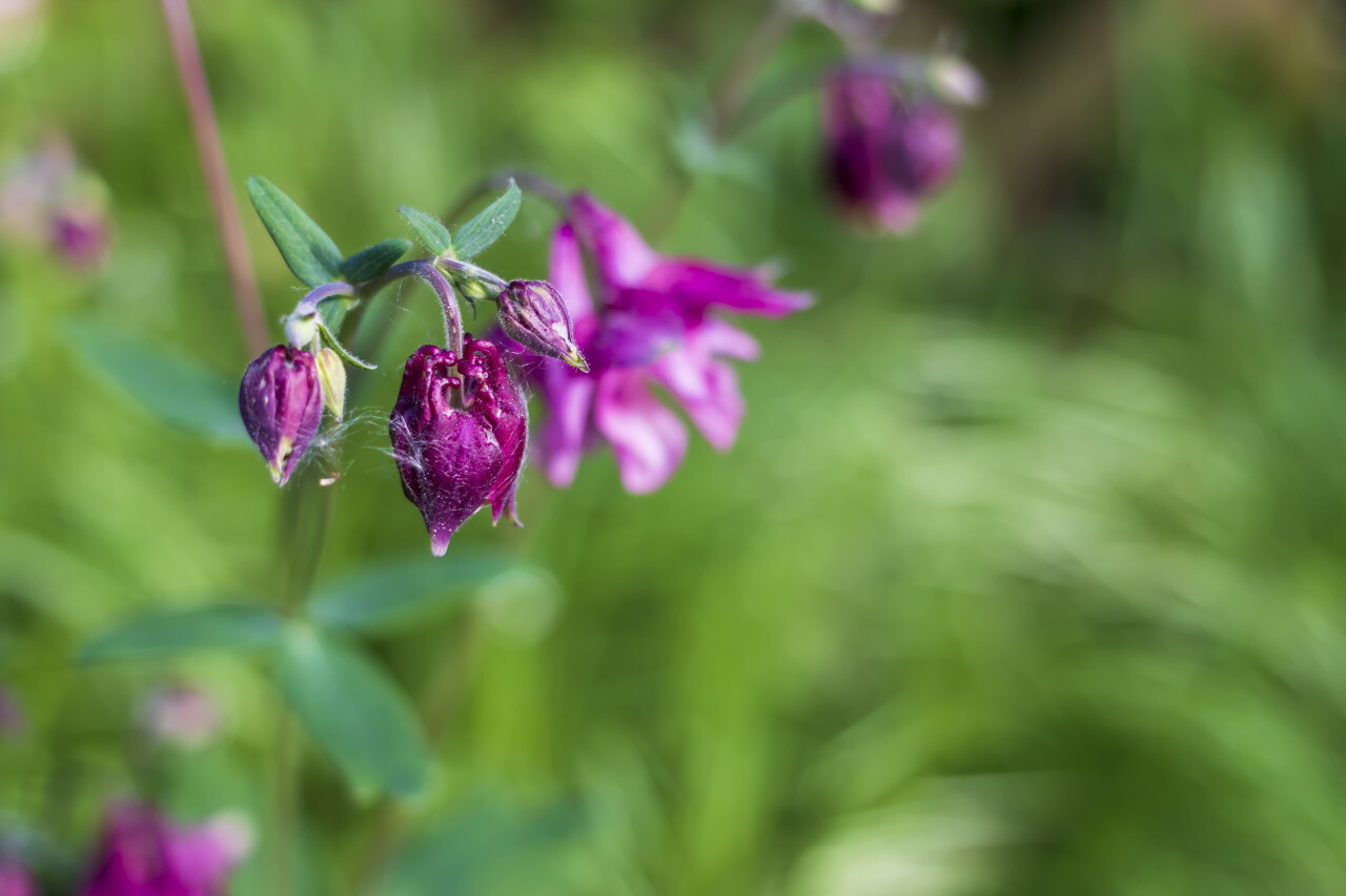 closed pink columbine flowers