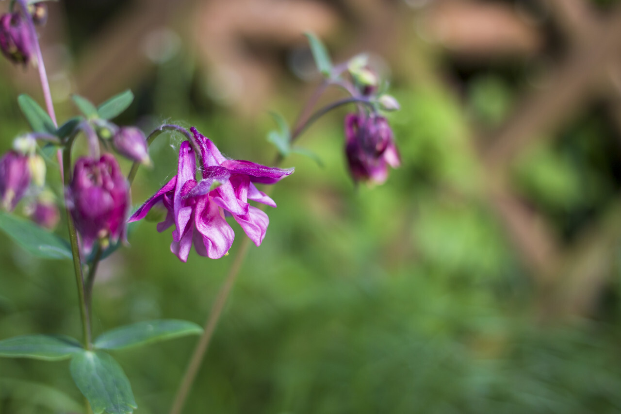 pink columbine flowers