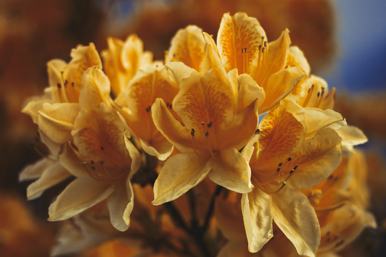 orange rhododendron