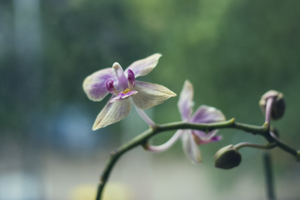 orchid on windowsill