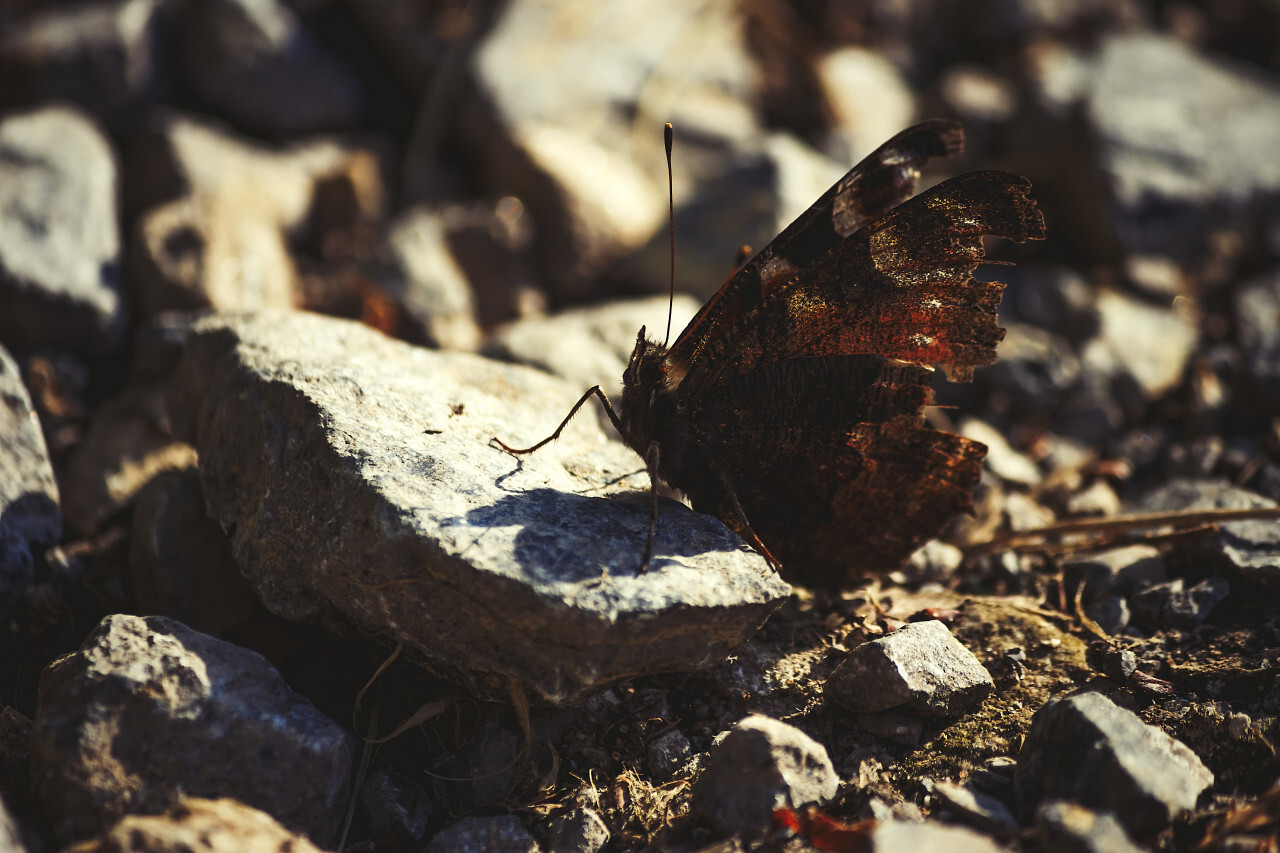 butterfly on a stone