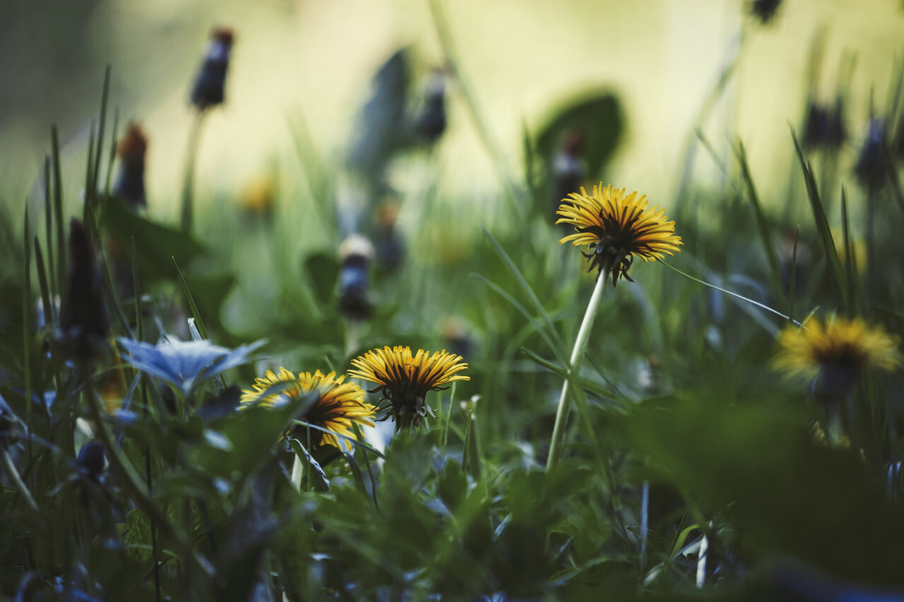 dandelion meadow