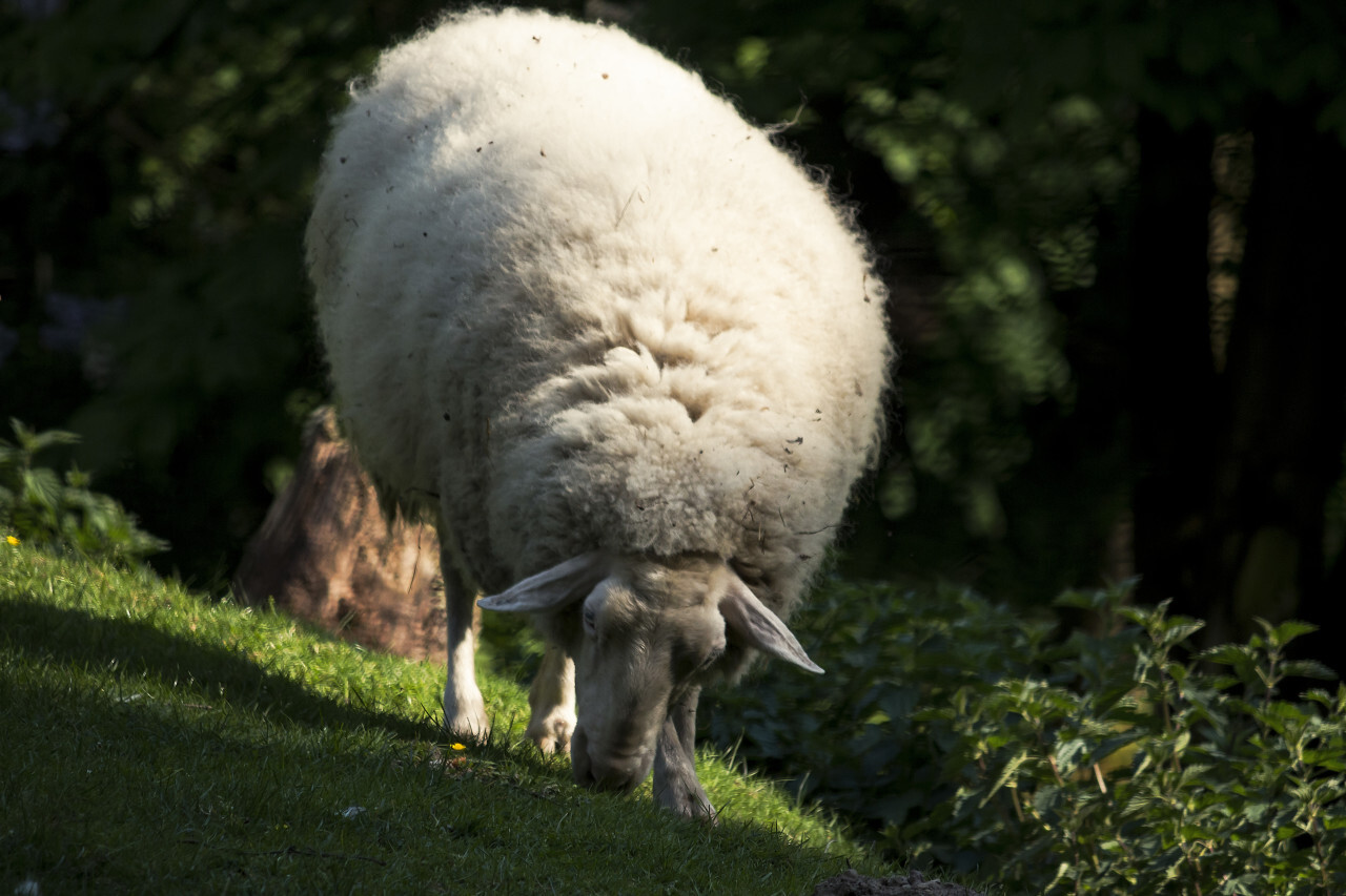 grazing sheep