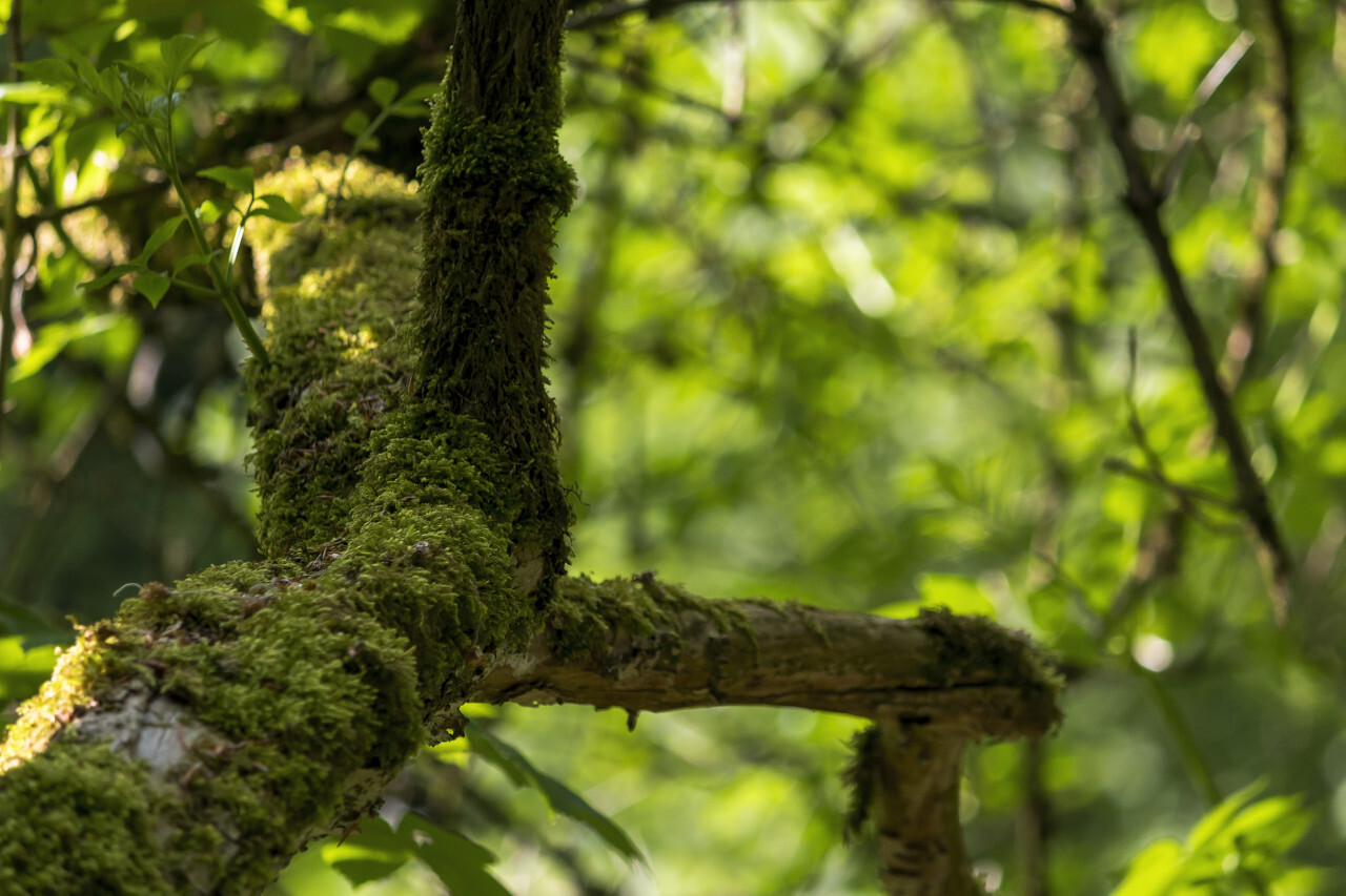 thicker branch covered with moss