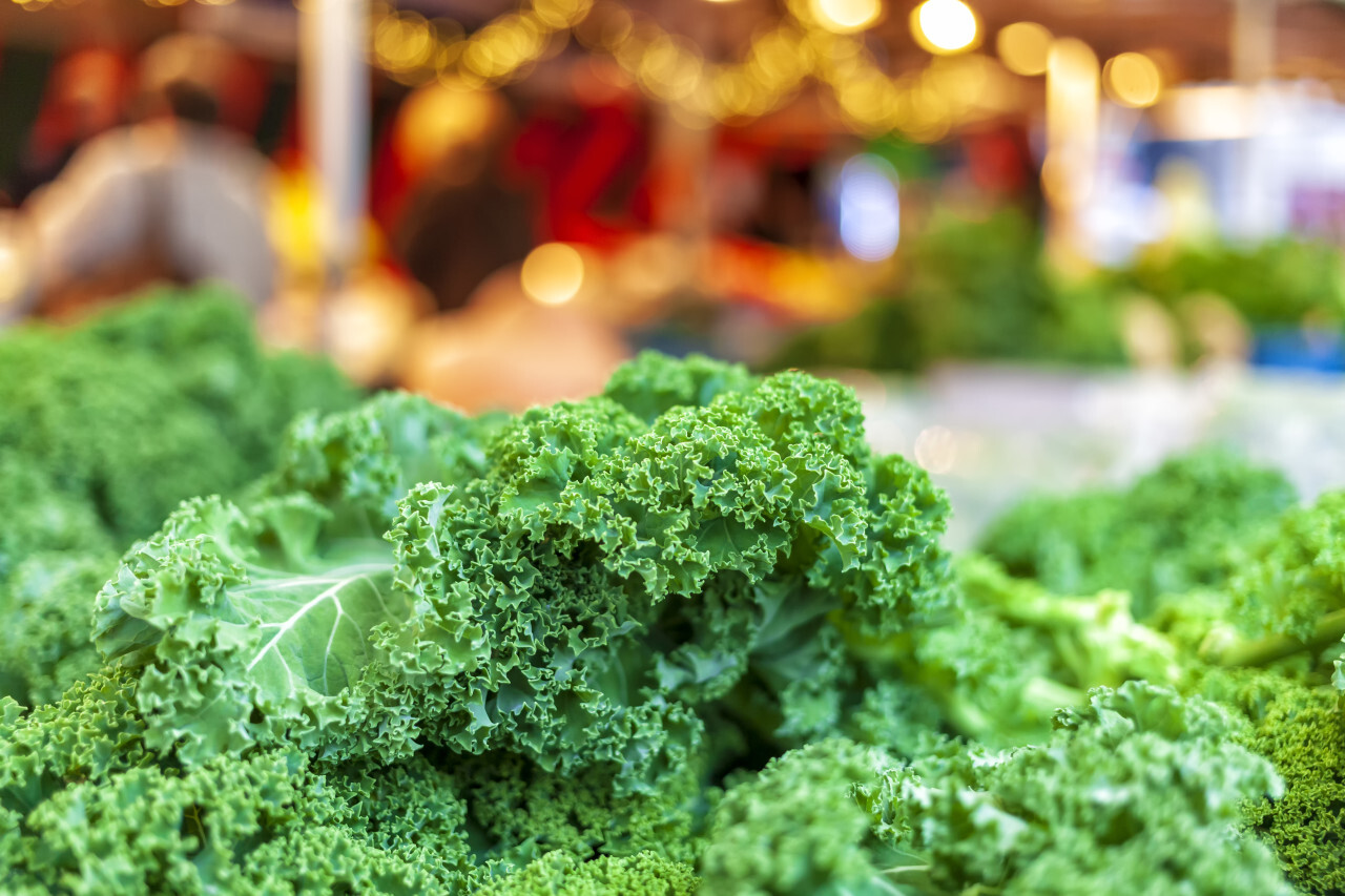 Fresh green kale salad leaves from the market