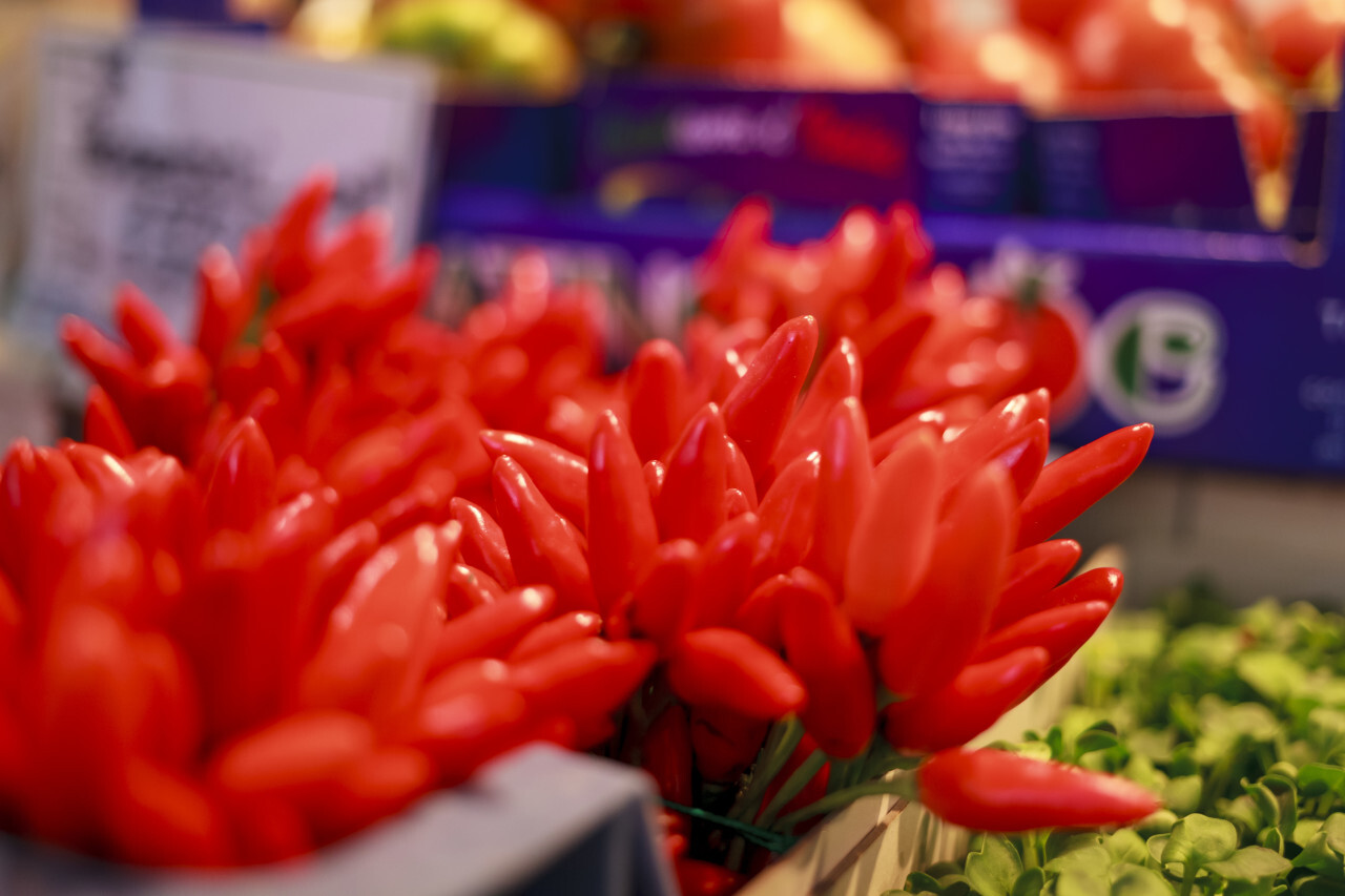 Red chilli peppers growing on a plant