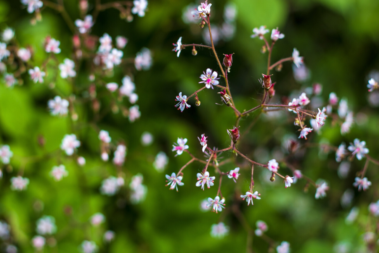 beautiful white flowers green background