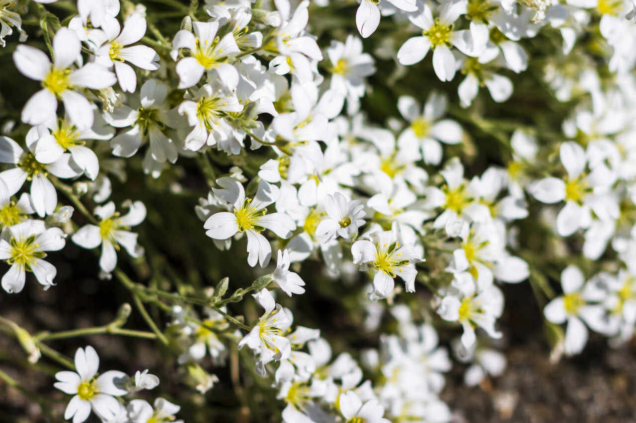 white flowers background