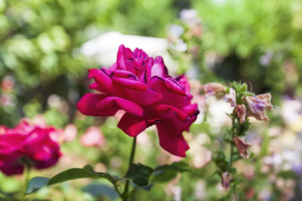 Purple Rose in a Garden