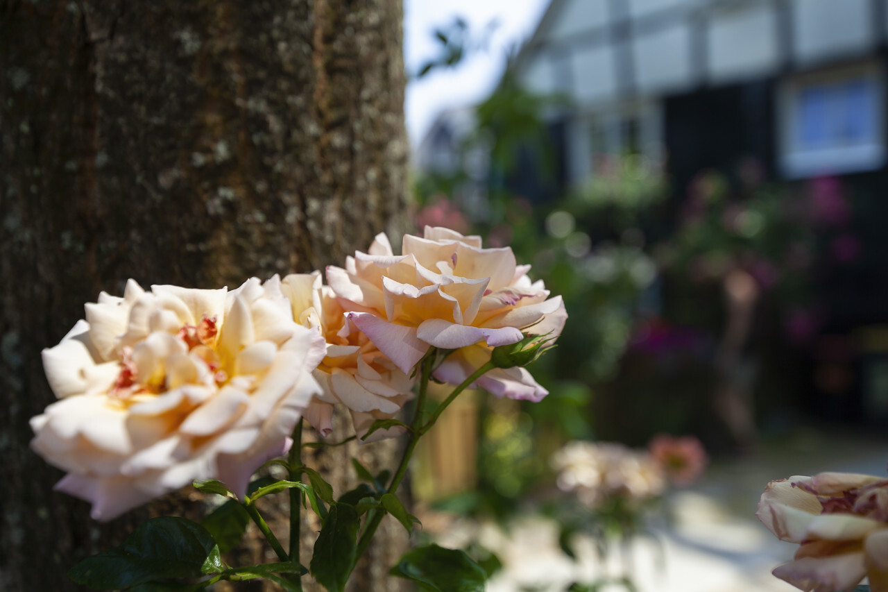 bright pink garden roses