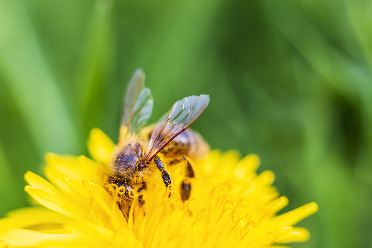 bee on yellow dandelion macro