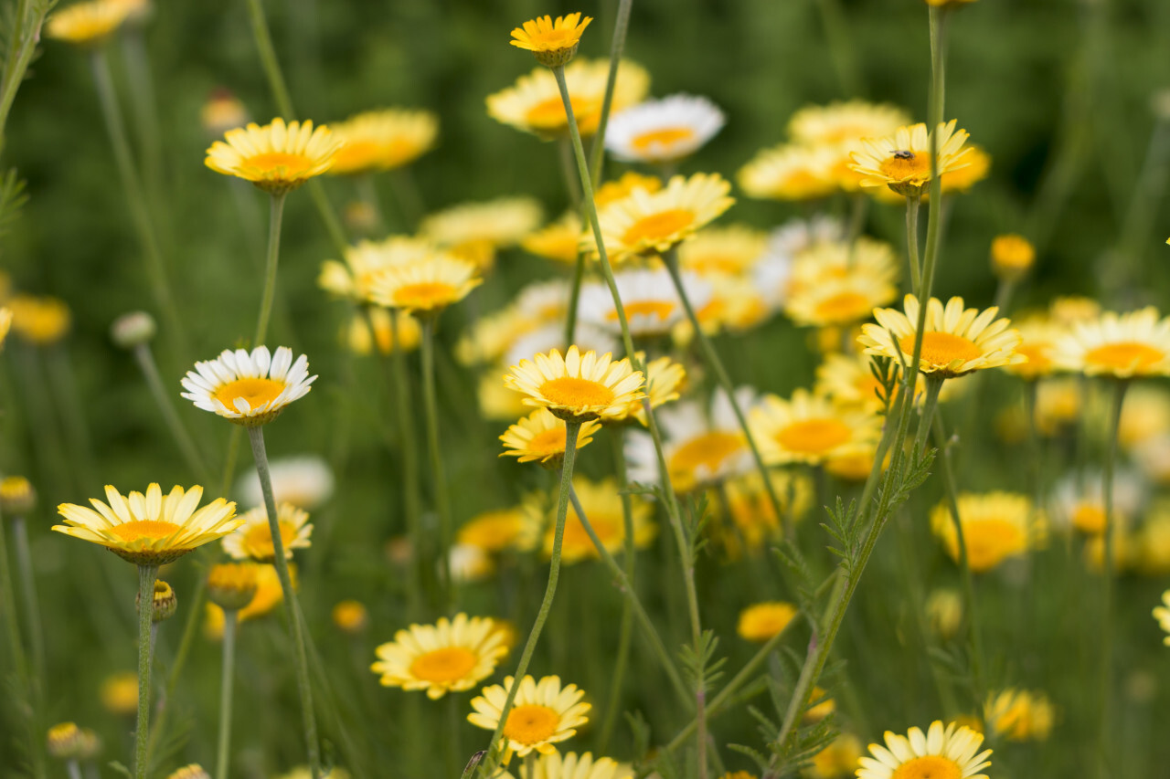 Golden marguerites, cota tinctoria yellow chamomile, or oxeye chamomile, a species of perennial flowering plant in the sunflower family.