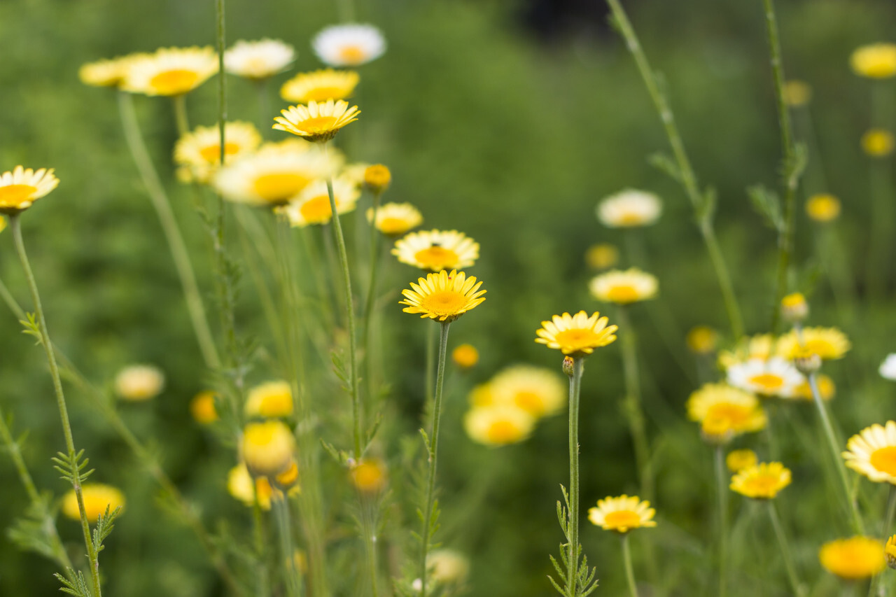 Golden marguerites, cota tinctoria yellow chamomile, or oxeye chamomile