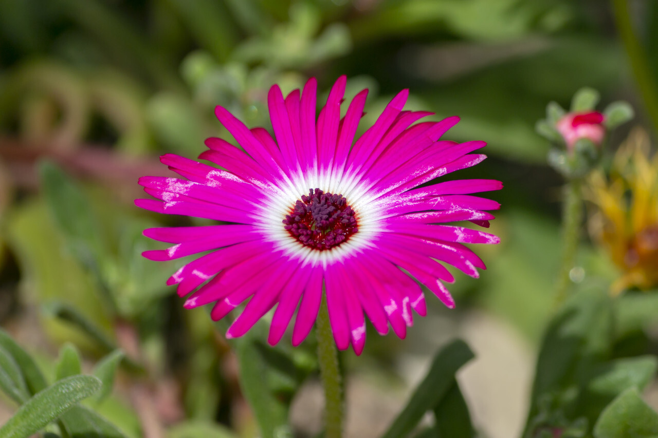 Hardy Iceplant, delosperma cooperi, dwarf perennial plant pink blooming