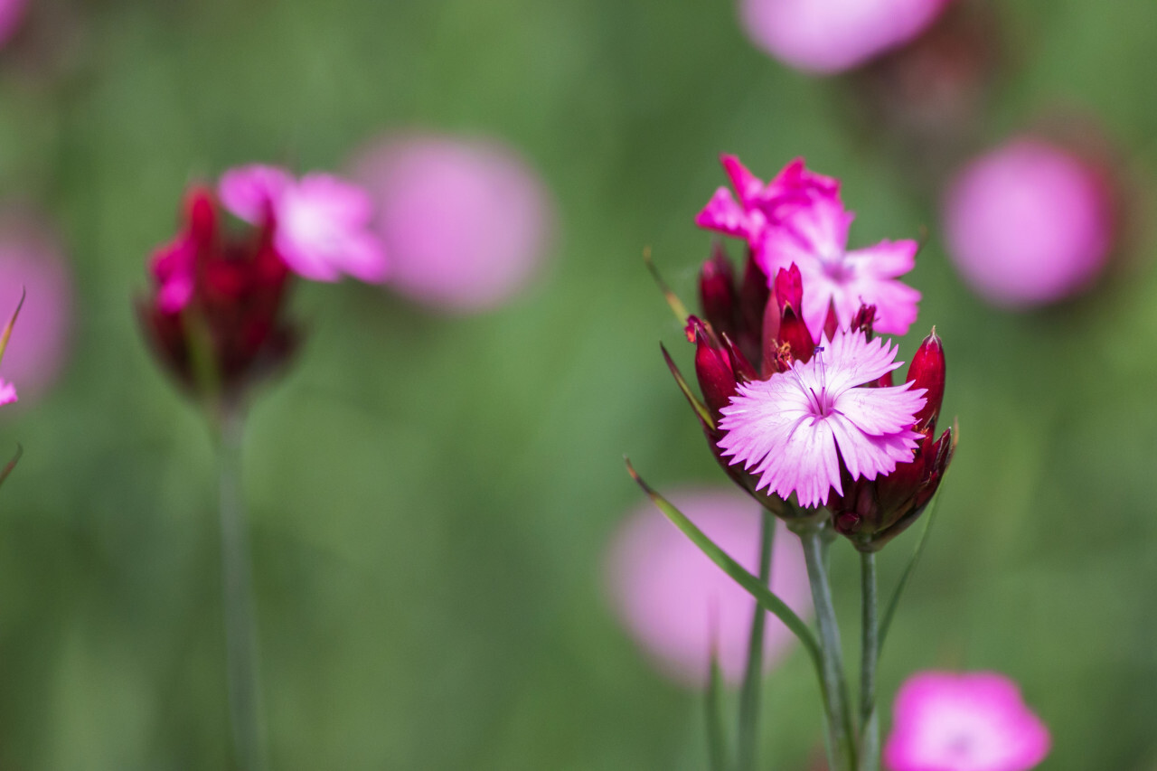Dianthus carthusianorum, Carthusian Pink - Beautiful blooming clove flowers