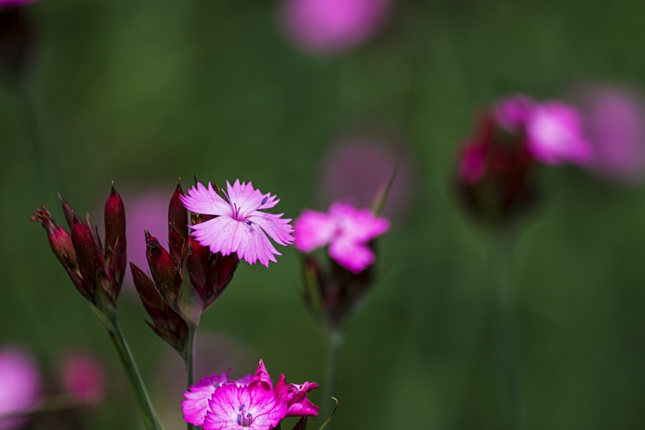 Dianthus carthusianorum, Carthusian Pink - Beautiful blooming clove flowers