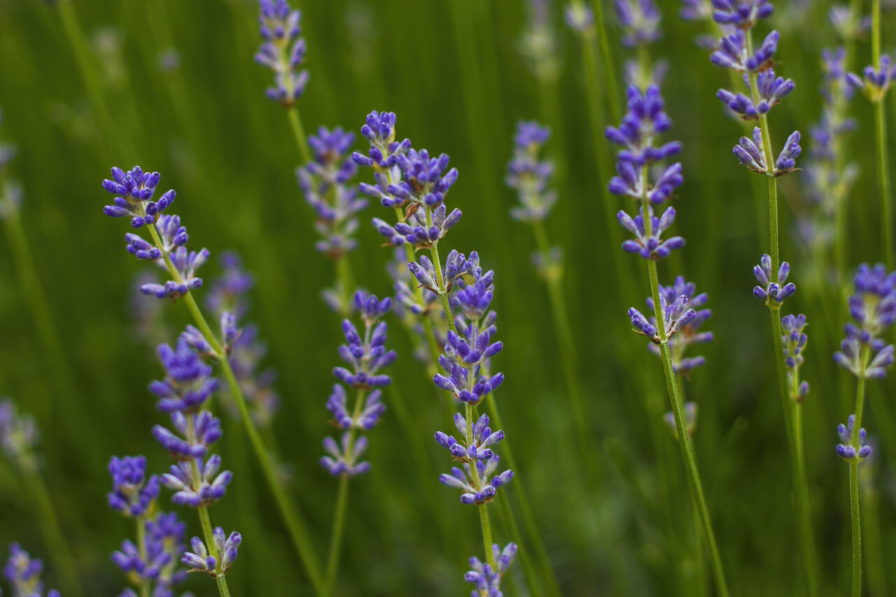 purple lavender flowers field blooming