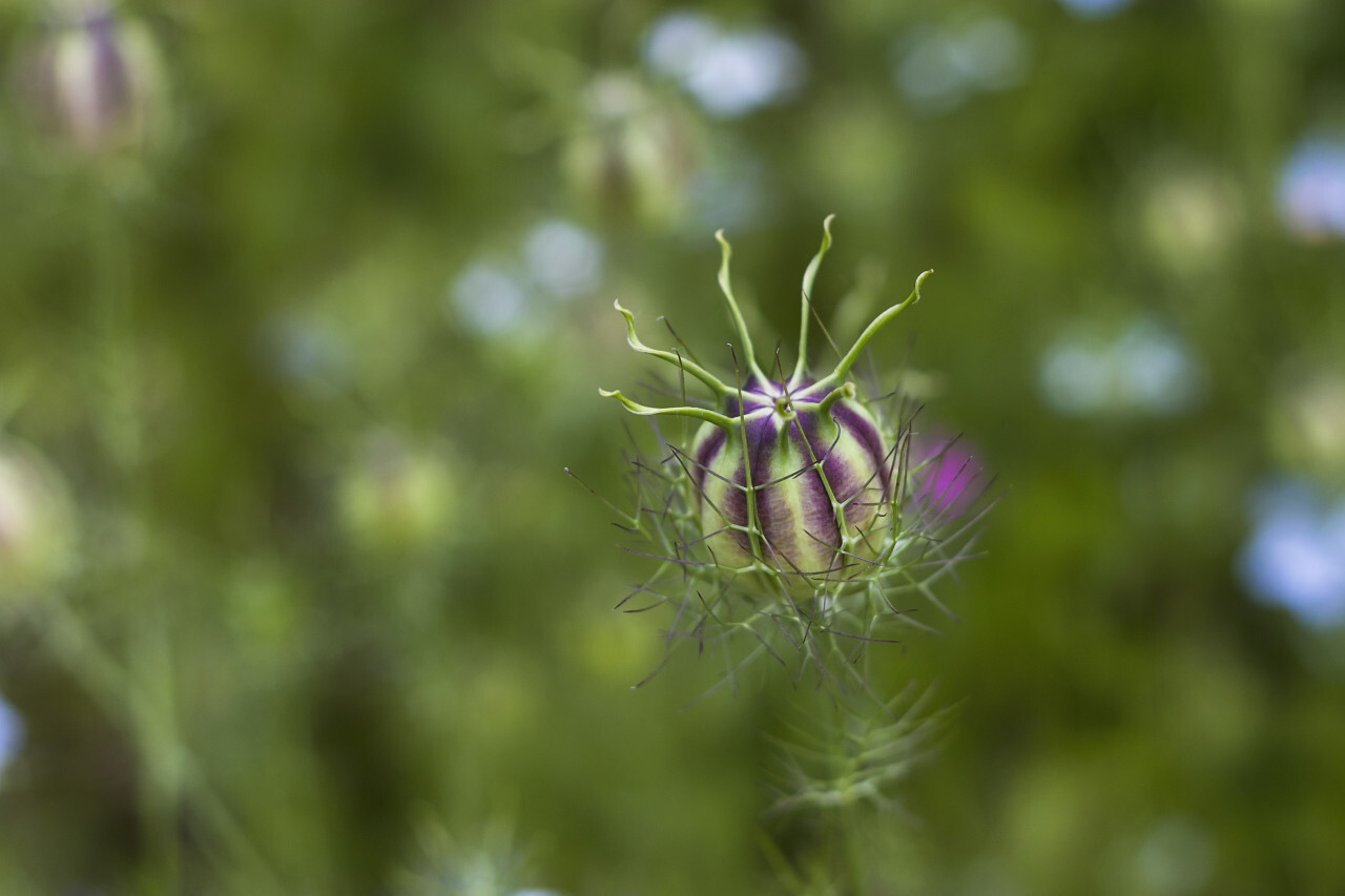 nigella sativa flowers in summer - black cumin plant