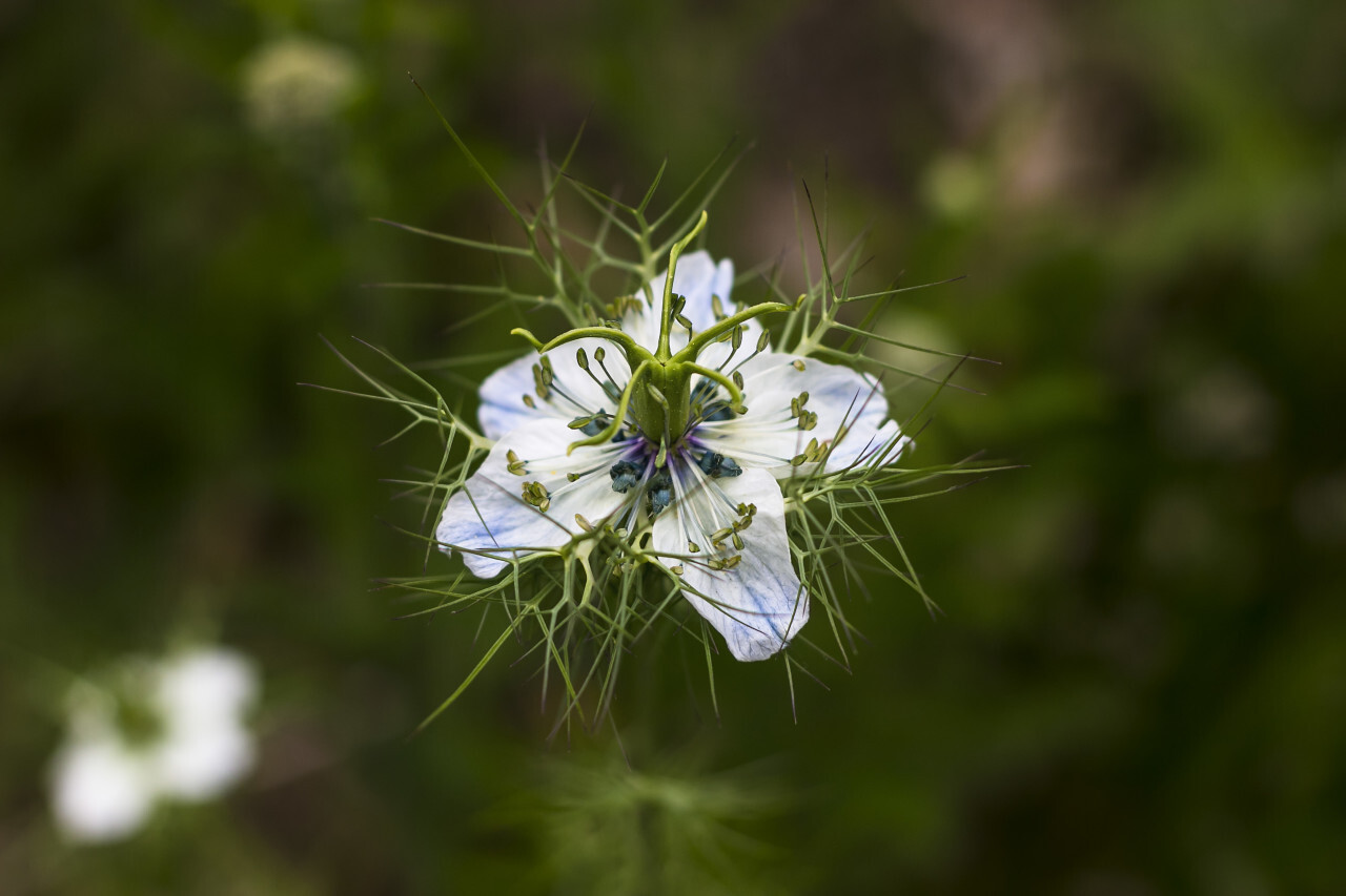 nigella sativa flowers in summer - black cumin plant, white blooming