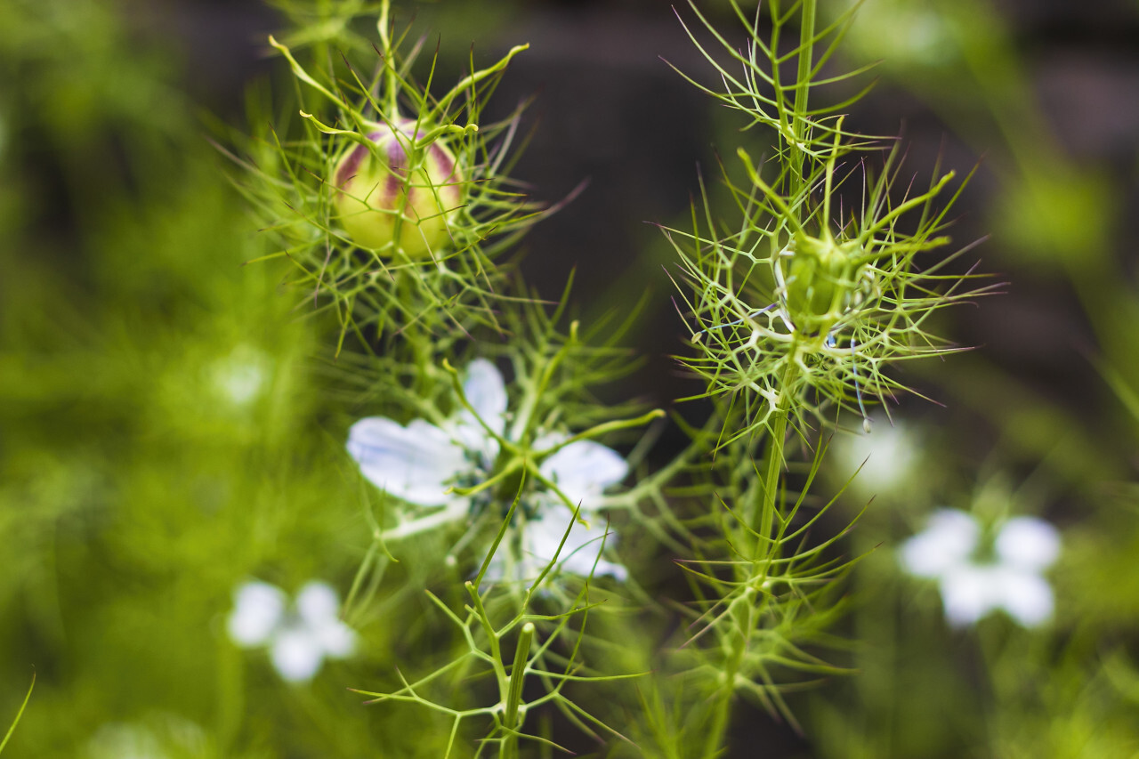 nigella sativa flowers in summer - black cumin plant, white blooming