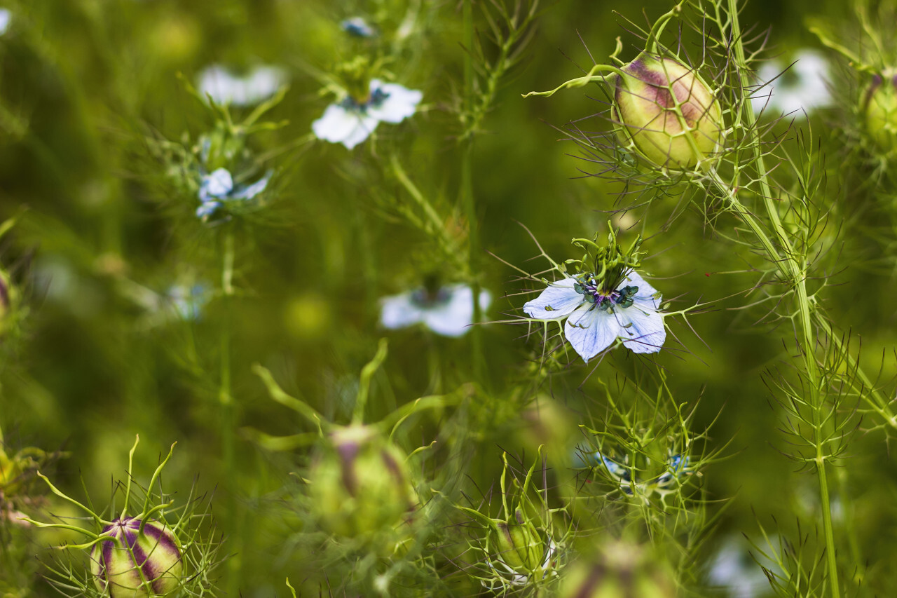 nigella sativa flowers in summer - black cumin plant, white blooming