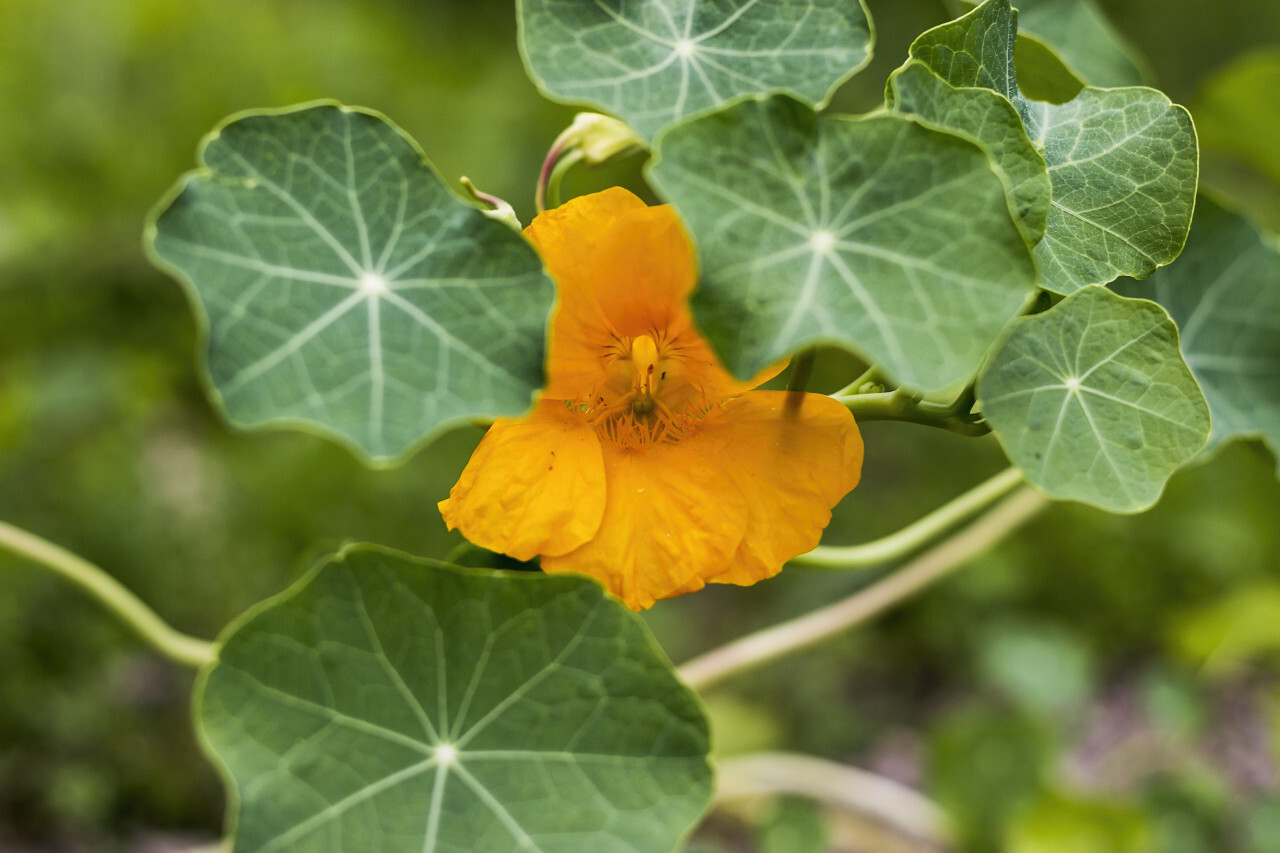 Tropaeolum, nasturtium or nasturtian, perennial herbaceous flowering plants. Edible orange blooming flower.