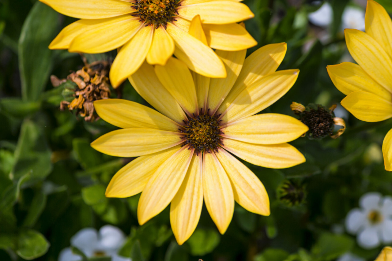 African daisies, osteospermum - yellow daisy flower